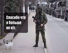 Без котов никуда