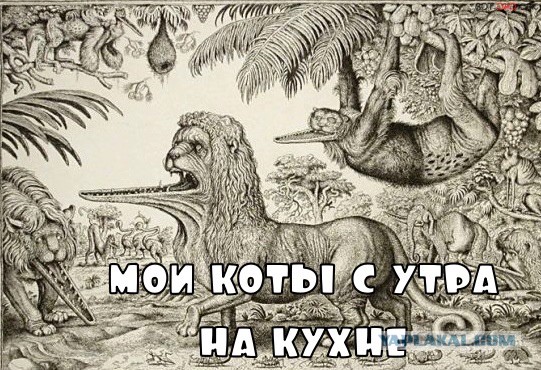 Котоюмор на ЯП. Веселые кото-картинки!