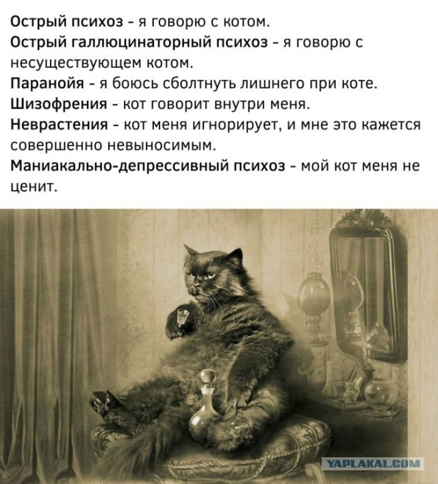 Кошатники, приготовьтесь: австралийские учёные выяснили, что наличие ваших пушистиков в доме увеличивает риск развития шизофрении.