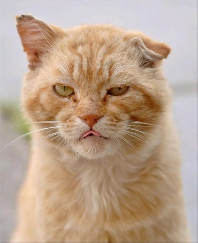 12 самых смешных котов в истории комического конкурса Comedy Pet Photography Awards