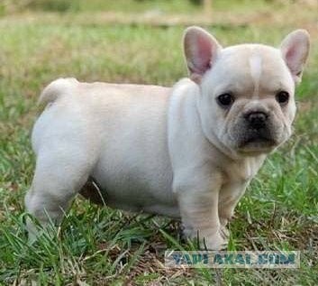 10 самых агрессивных пород собак