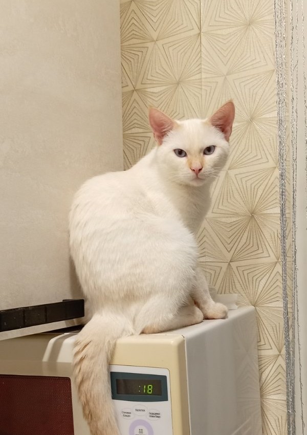 Котовторнеег жешь!