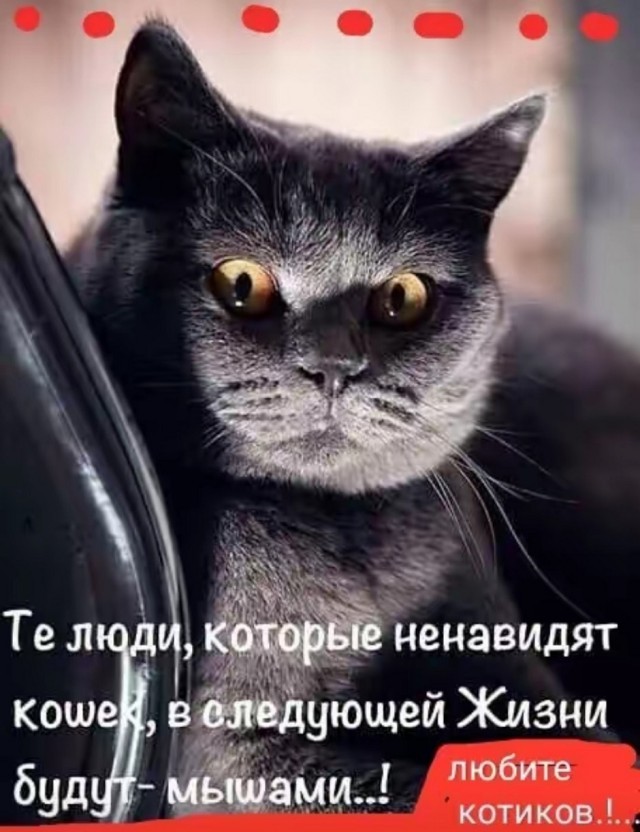 Подборка картинок-баянов с котиками и про котиков. Выпуск 34.