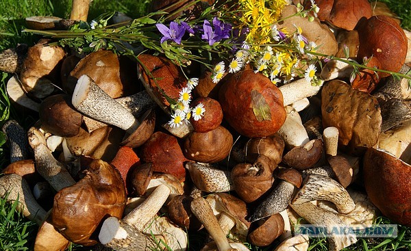 Ракушки фаршированные, Подосиновиками и курицей