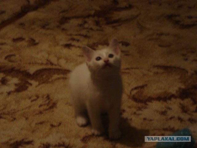 Котовторник   17.12.2013