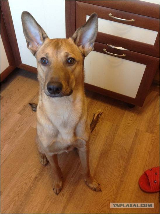 "Чужие дети быстро растут"