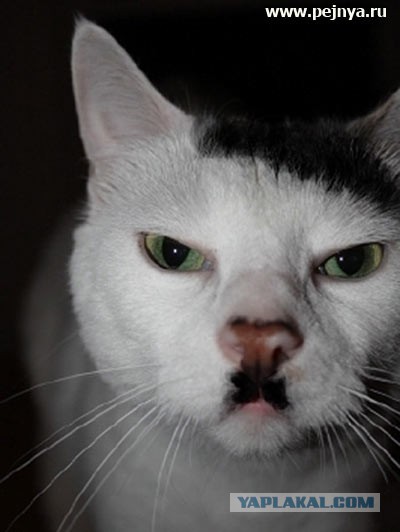 Смешные коты и кошки.