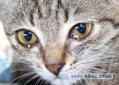 Котейка