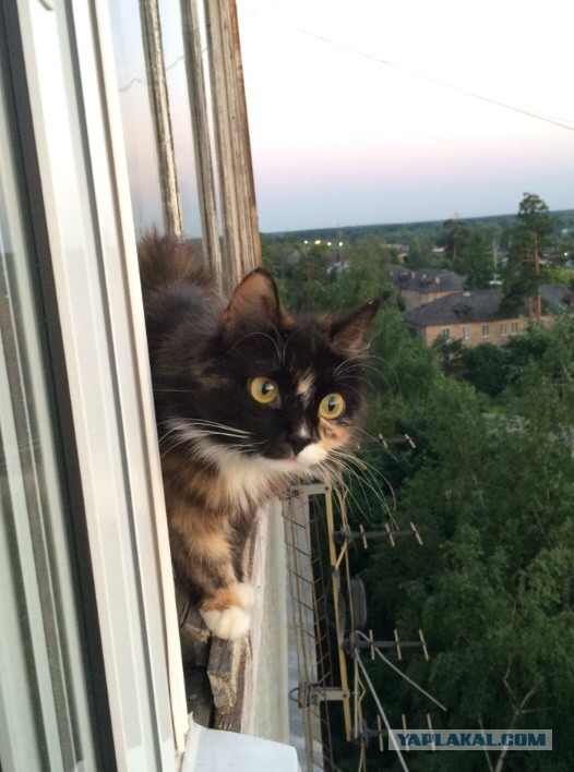 Кот в шоке!