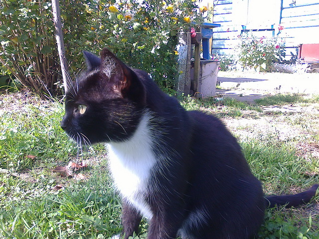 Котовторник 5.05.2015.