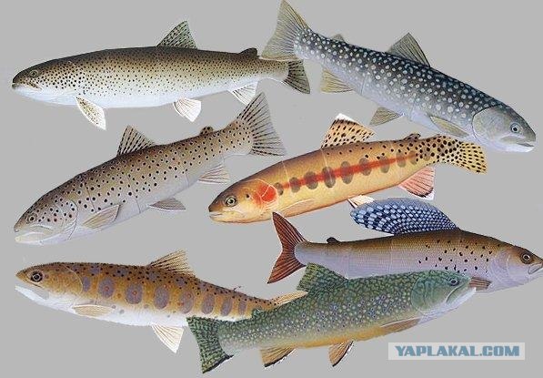 Если взять листок бумаги......