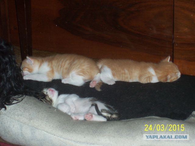 Котовторник