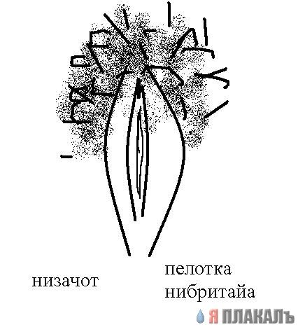 Газенваген