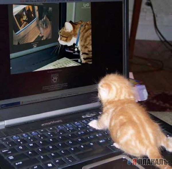 Коты Среды