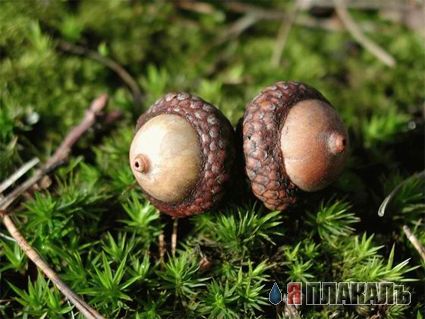 Эта сексуальная природа. РАСТЕНИЯ, ПЕЙЗАЖИ