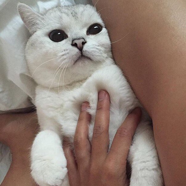 Мохнатые беспредельщики