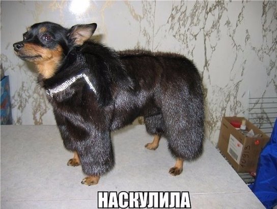 Нестандартный юмор