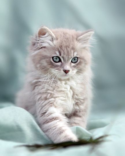 Коты из сети