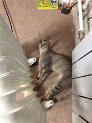 Кот грузинский