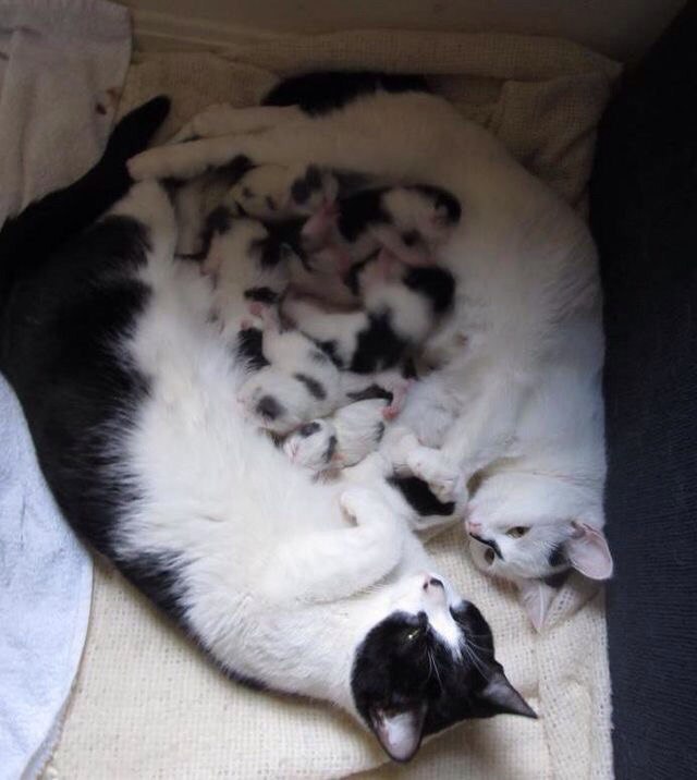 Коты из сети