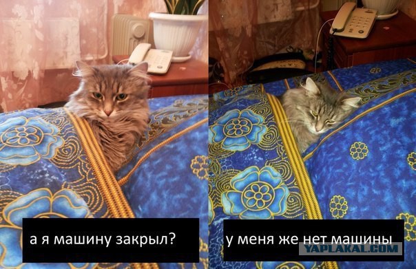 Смешные картинки с надписями 2