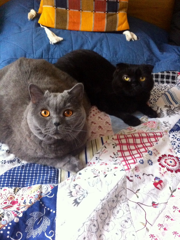 Котовторник  31.01.2017