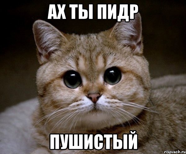 Кот-экстремал ворует сало из кормушки для синичек