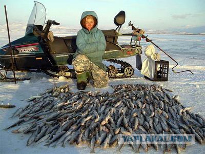 Ловля берша на Каме