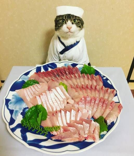 Коты и Кошки
