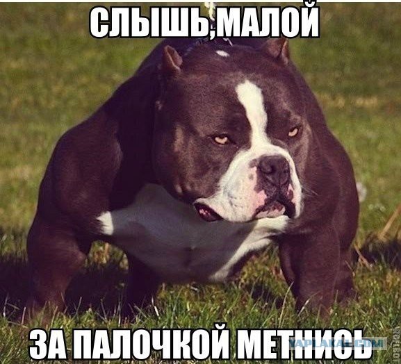 Прикольные картинки 12.06.2017