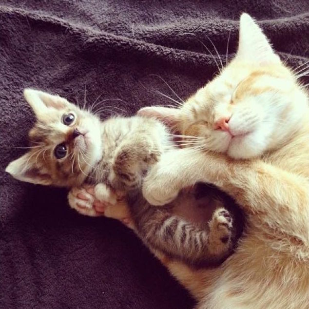 Коты и Кошки