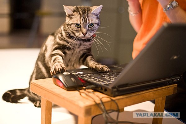 Молчание котят: депутаты решили запретить лаять и мяукать по ночам