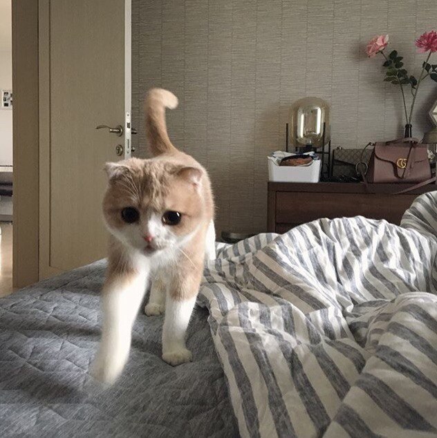 Коты и Кошки