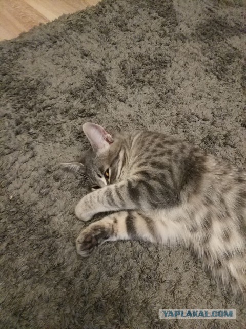 Котовторник 12.12.2017