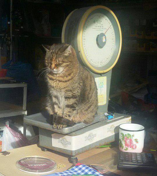 Котовторник 13.03.2018