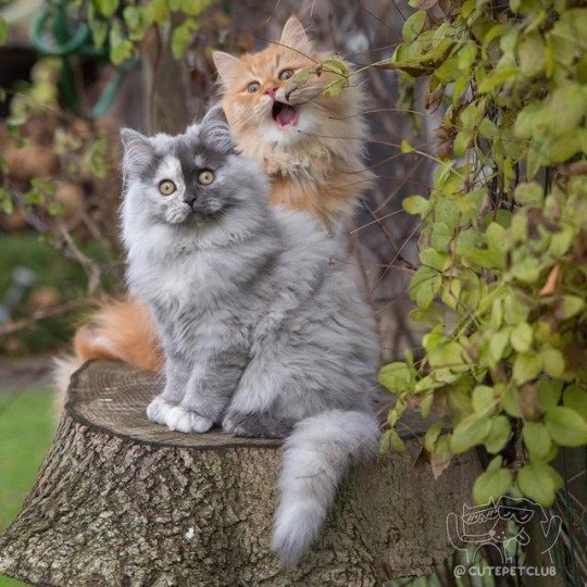 Кот без прикрас