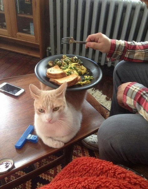 Неадекватные коты
