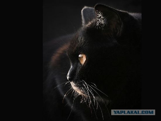 Котовторник на ЯПлакалъ (03.06), котята (31 шт)