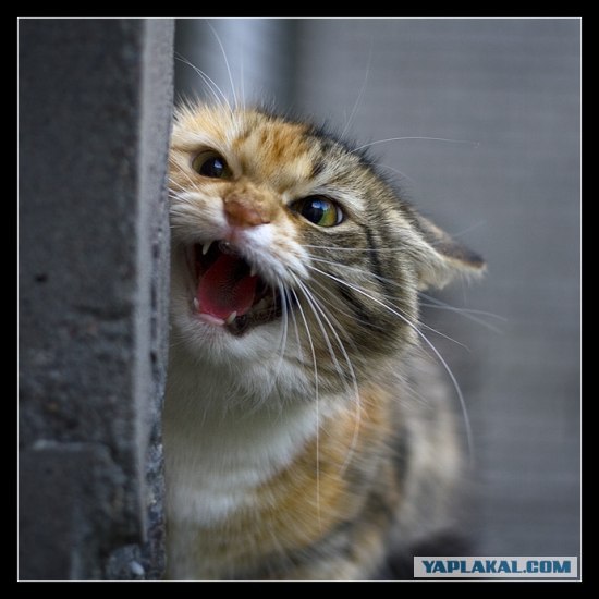 Котовторник на ЯПлакалъ! От числа 09.09.08