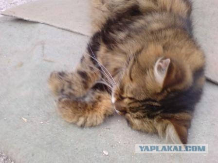 Котовторник на ЯПлакалъ