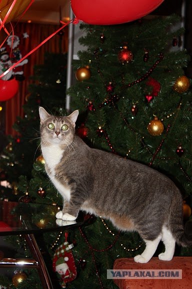 Котовторник, 19 октября