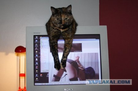 Коты, кошки и котята