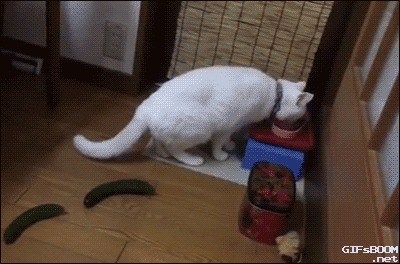 Прикольных котов пост