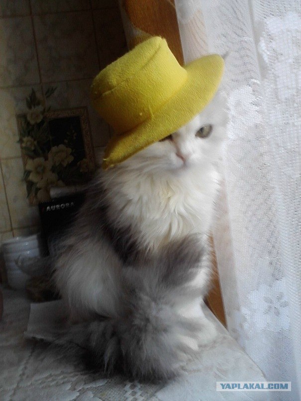 Котовторник 1.11.11