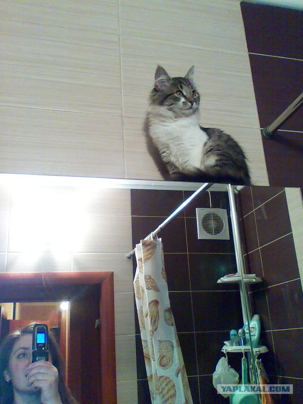 Котовторник 10.04.2012
