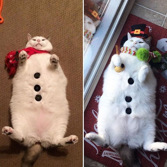 Прикольных котов пост