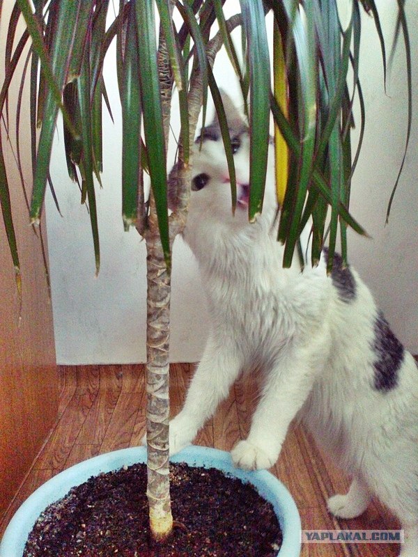 Котовторник 07.08.2012