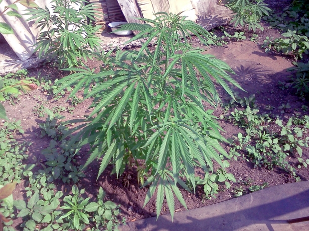 Откуда табак берется