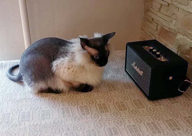 Забавные картинки с котами из сети