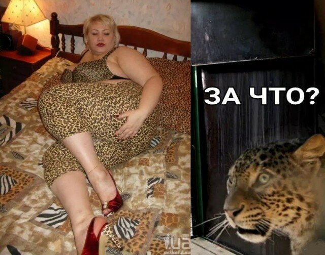 Мощный леопард